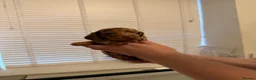 Miniature Dachshund dogs for sale: Beautiful litter of miniature dachshunds in Rochdale - Advert 1