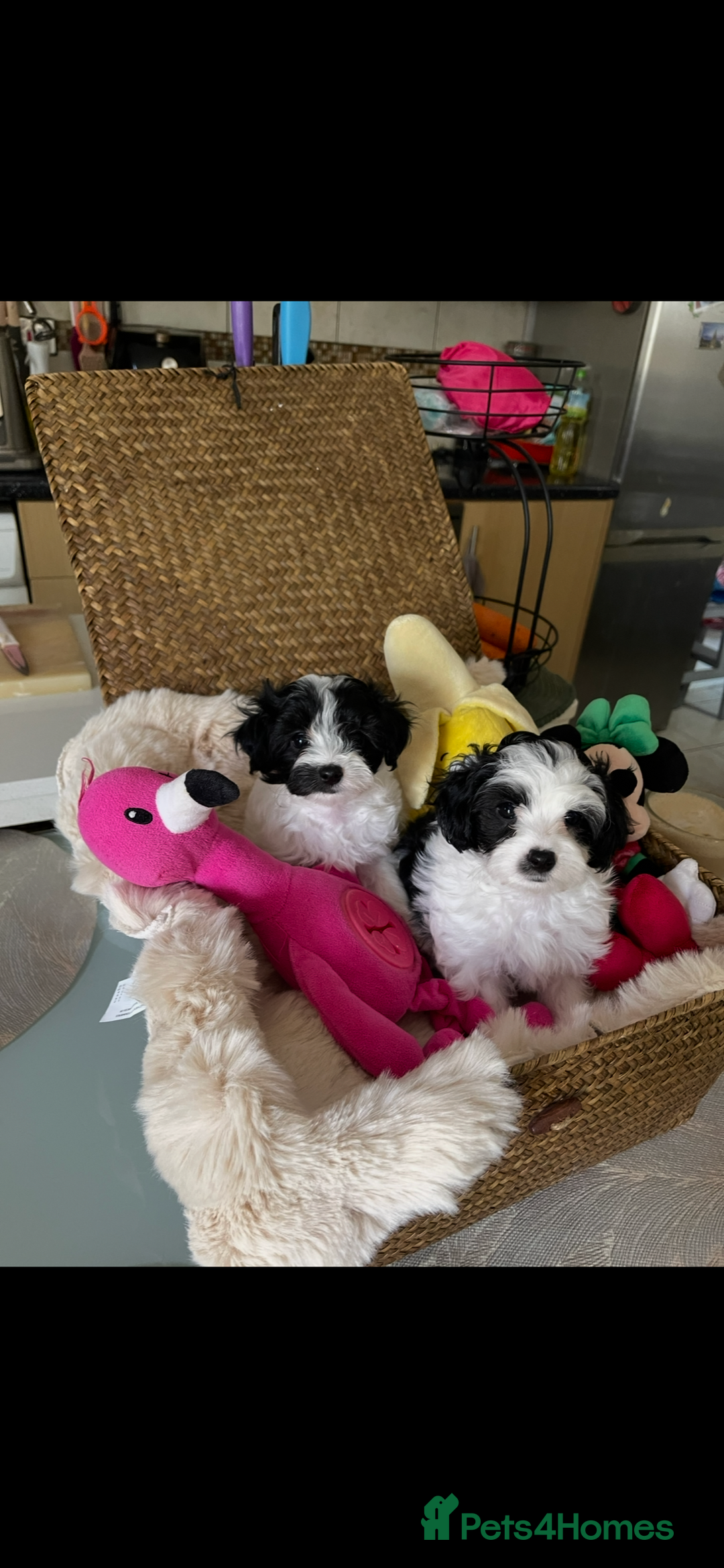 Maltipoo dogs for sale: Maltipoo puppies for sale  - Image 23