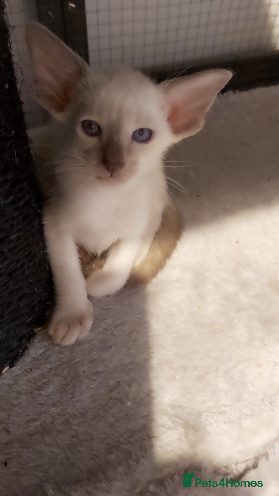 Oriental cats for sale: Full Pedigree Oriental 6 Kittens XL size ears GCCF - Image 30