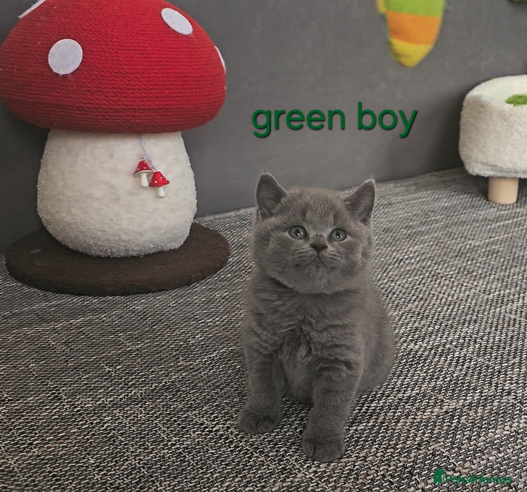 British Shorthair cats for sale: British Shorthair (last girl left) - Image 22