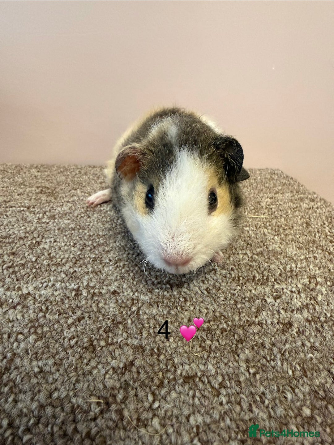 Guinea Pig rodents for sale: Rex & Teddy sows - Advert 8