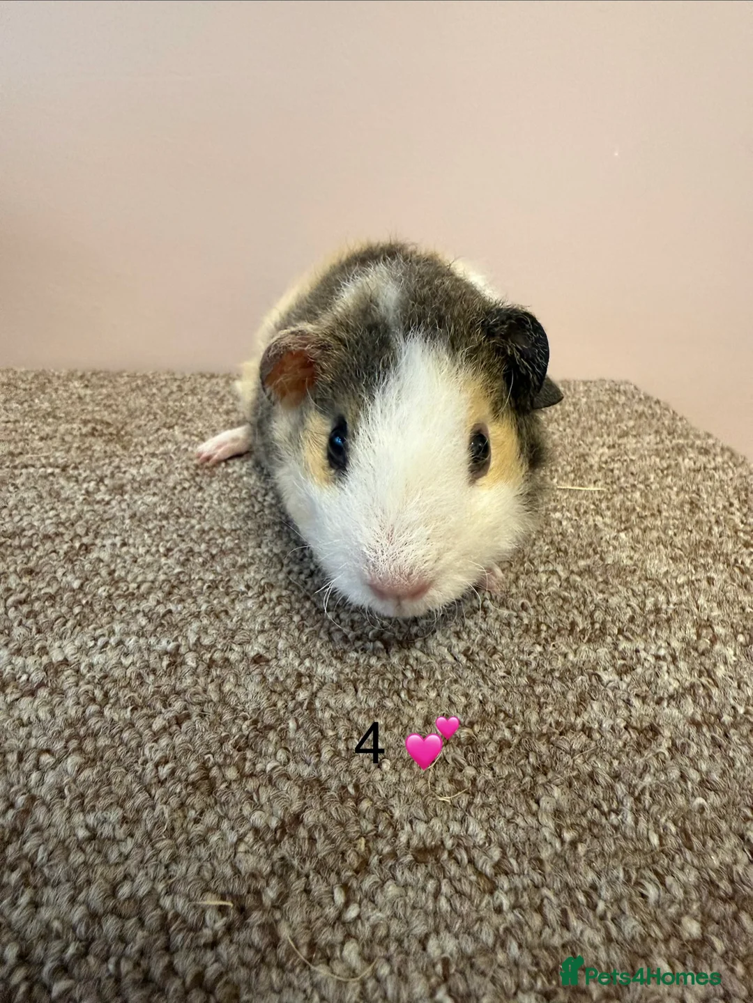 Guinea Pig rodents for sale: Rex & Teddy sows - Advert 8