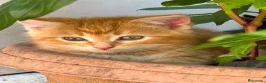 Mixed Breed Kitten 4
