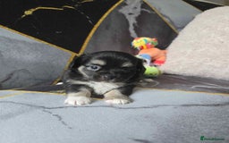Chihuahua dogs for sale: 3 Adorable little princes chihuahua puppies - Image 33