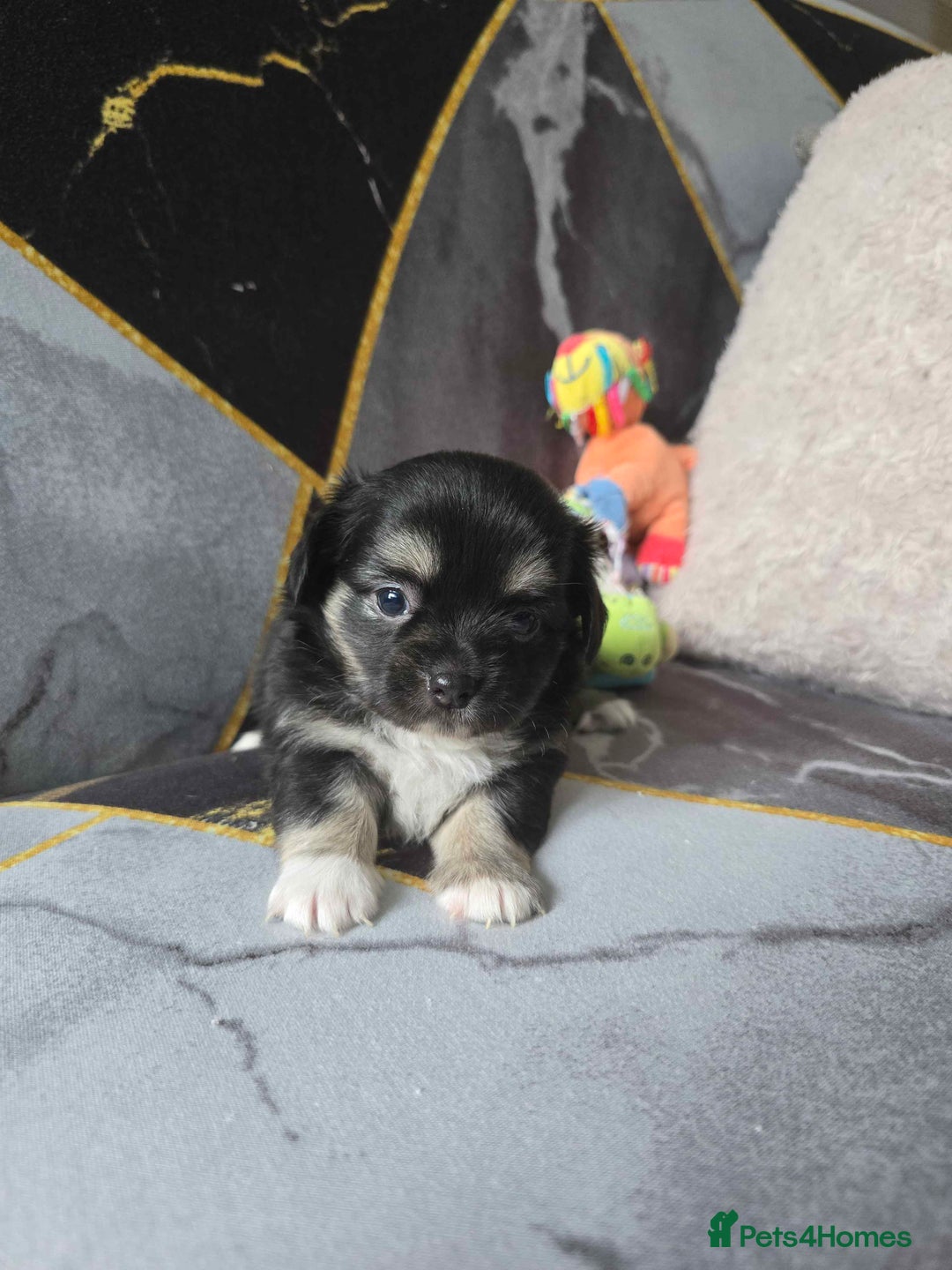 Chihuahua dogs for sale: 3 Adorable little princes chihuahua puppies - Image 33