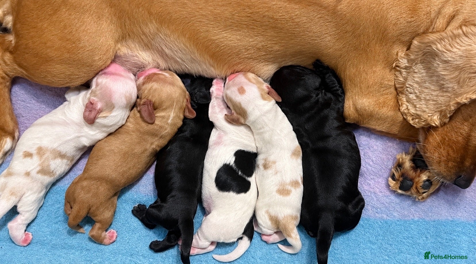 Cocker Spaniel dogs Show Type Cocker Spaniel Puppies - Advert 1