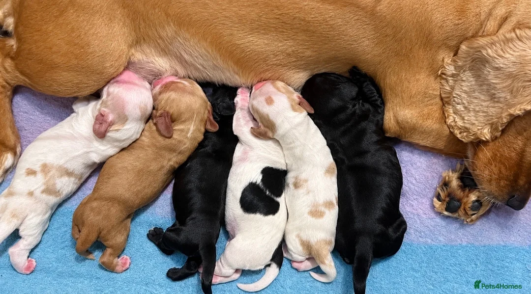 Cocker Spaniel dogs for sale: Beautiful Show Type Cocker Spaniel Puppies - Advert 1