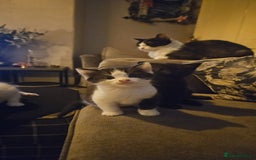 Mixed Breed cats for sale: 4 beautiful mixed kittens  - Image 2