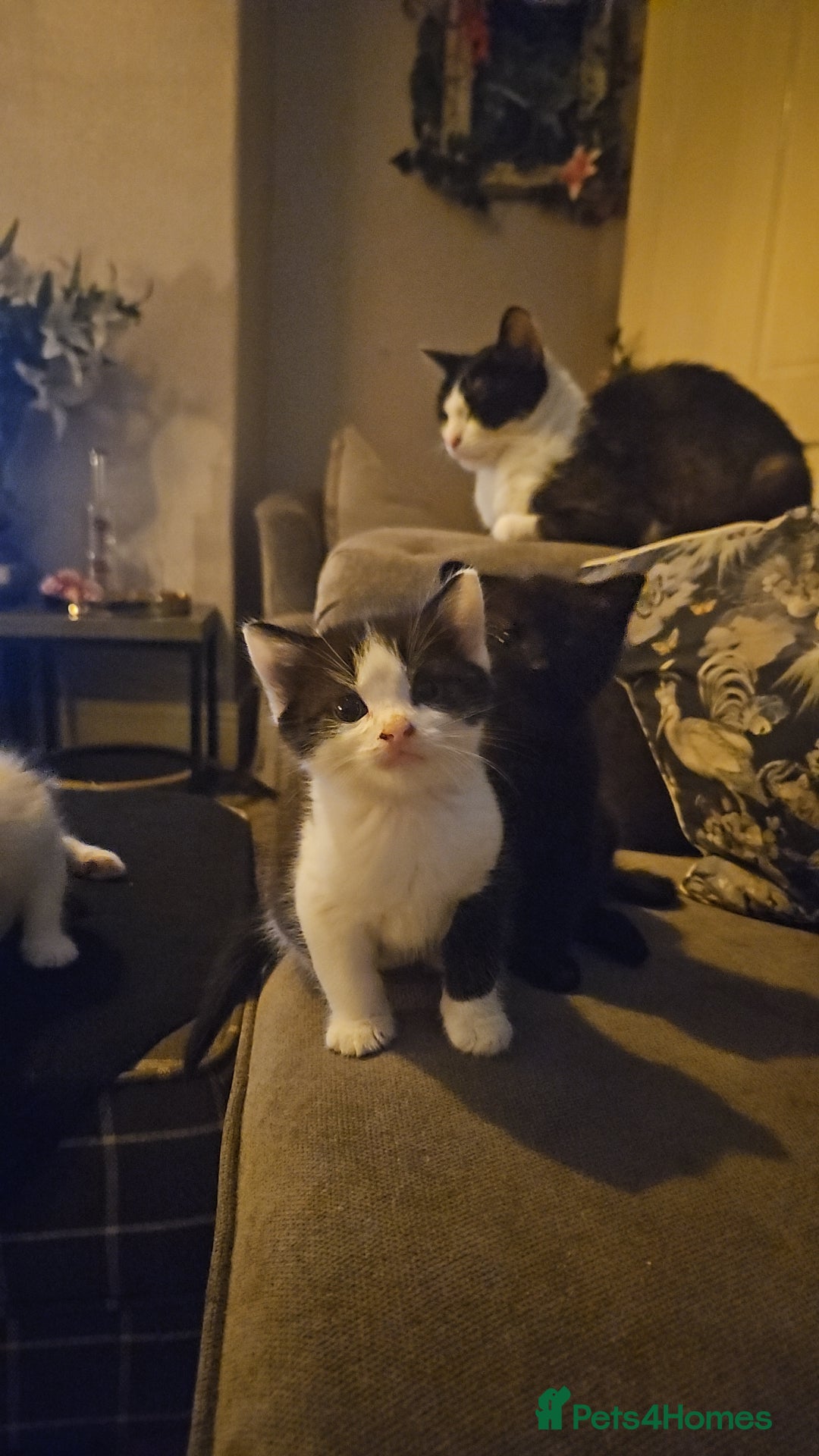 Mixed Breed cats for sale: 4 beautiful mixed kittens  - Image 2