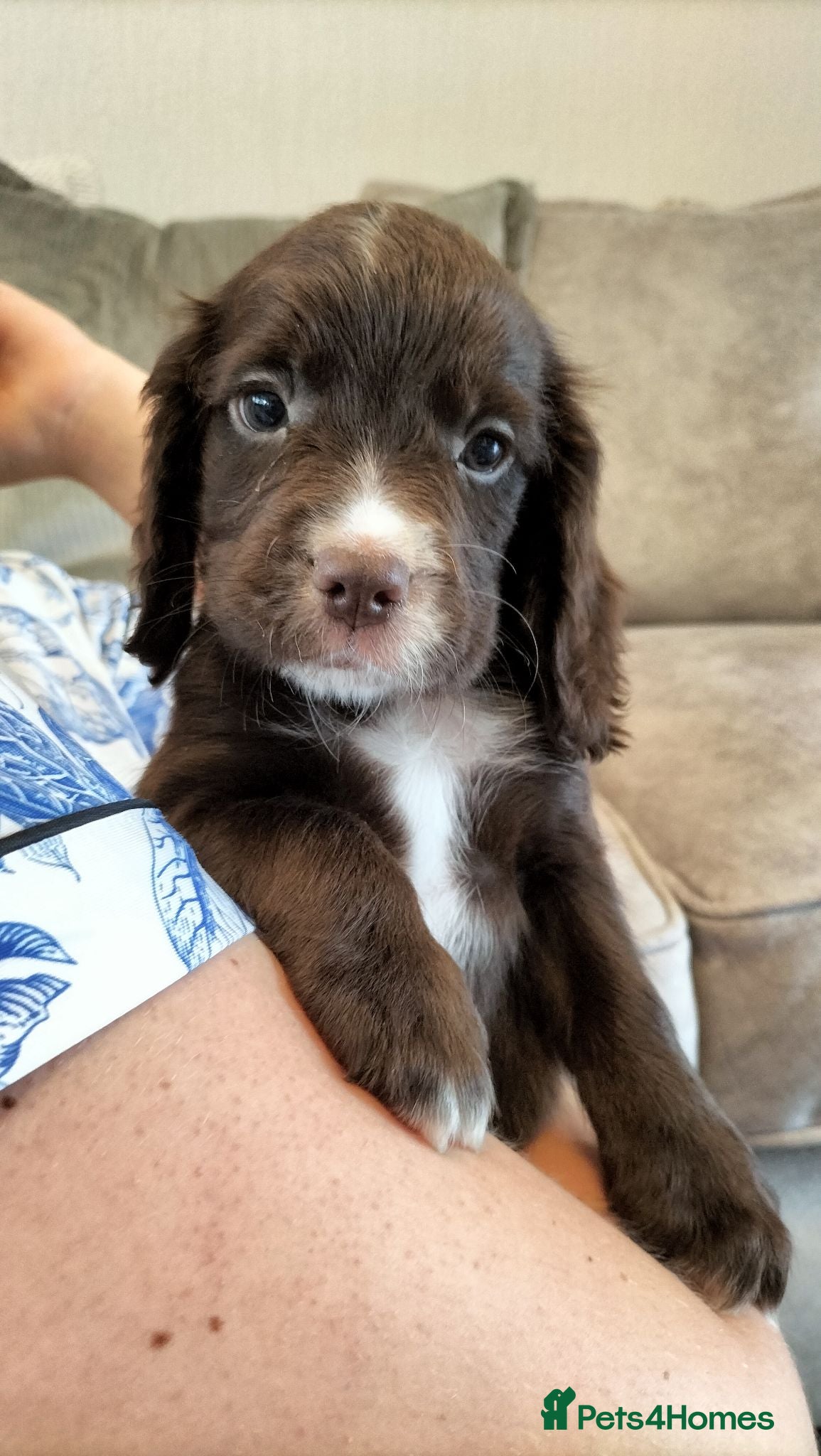 Sprocker dogs Sprocker pups - Advert 2