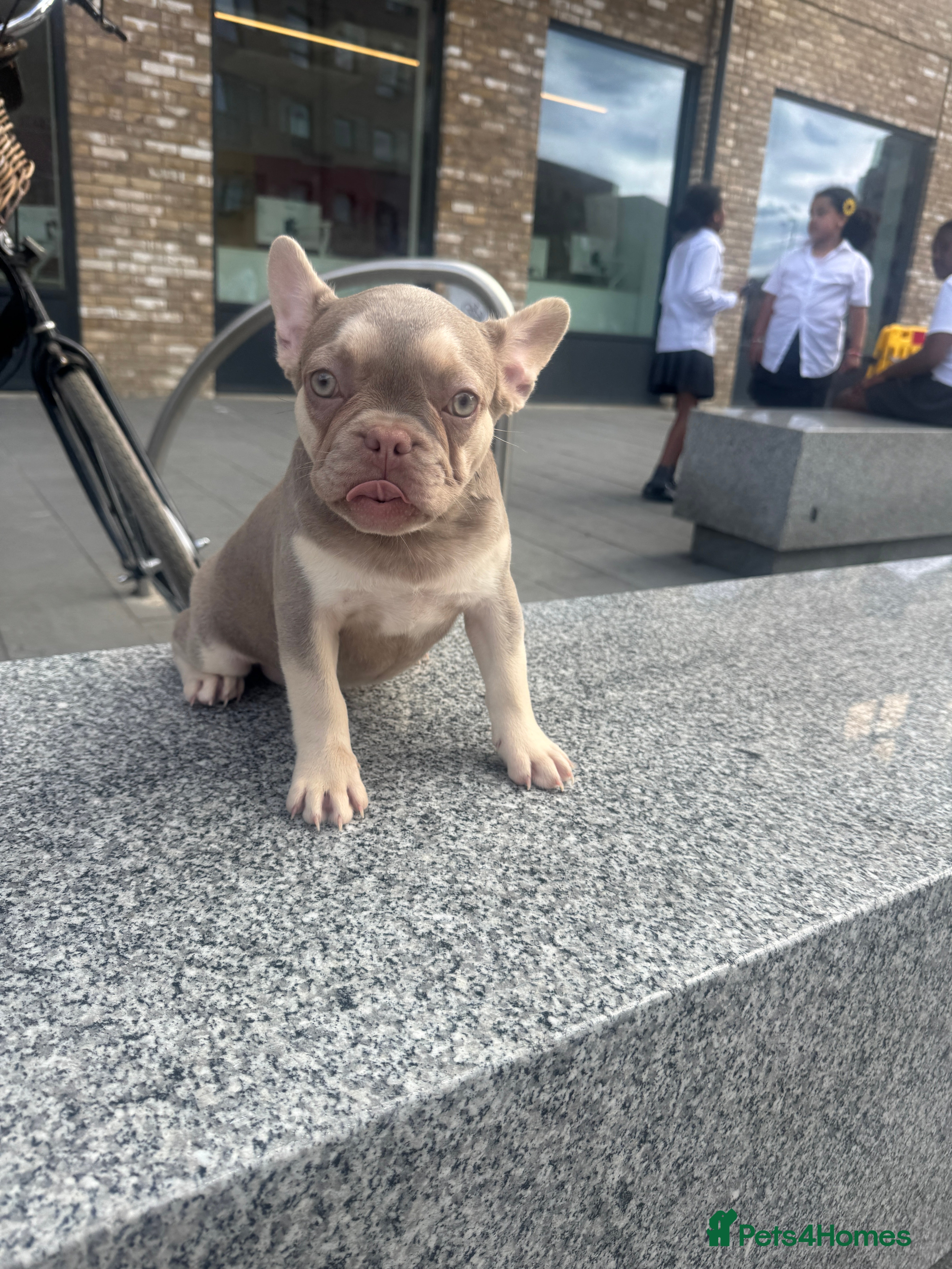 French Bulldog dogs Beautiful French Bulldog puppies - Advert 2