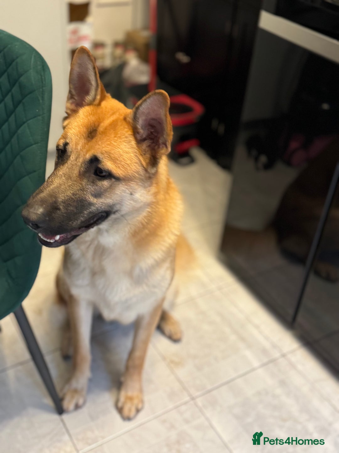 Mixed Breed dogs for sale: Zeus 9 months  - Advert 2