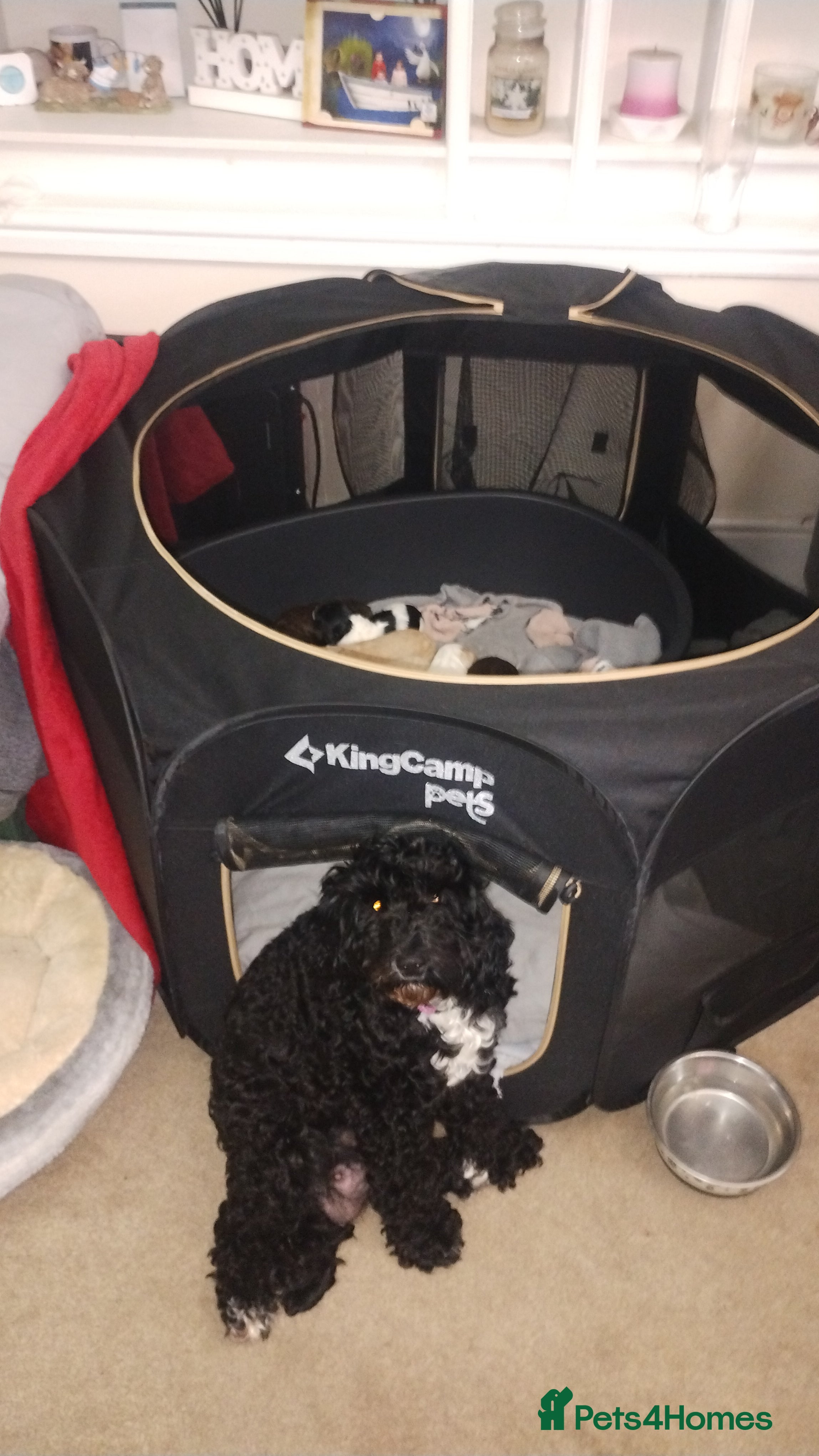 Cockapoo dogs Cockapoo puppies - Advert 6