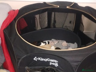 Cockapoo dogs Cockapoo puppies - Advert 17