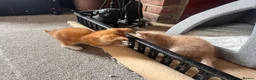Mixed Breed cats for sale: Ginger tabby kittens  - Advert 4