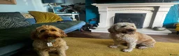 Double Doodle dogs for sale: Doubledoodle puppies  - Advert 7