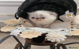 Exotic cats for sale: Outstanding exotic kittens  - Image 14
