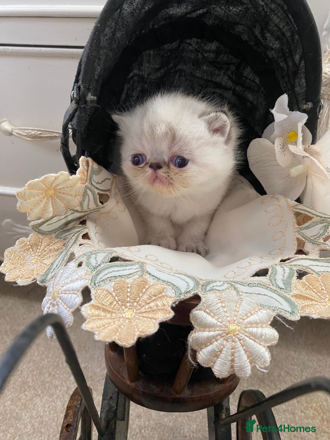 Exotic cats for sale: Outstanding exotic kittens  - Image 14