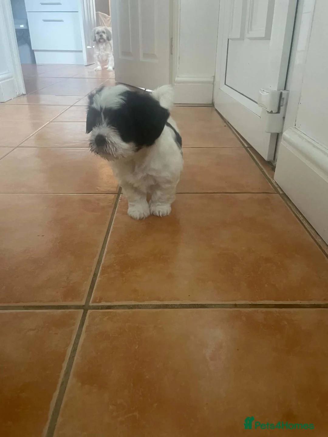 Shih Tzu dogs for sale: Adorable Shih Tzu puppies ready to go now! in Gateshead - Advert 2