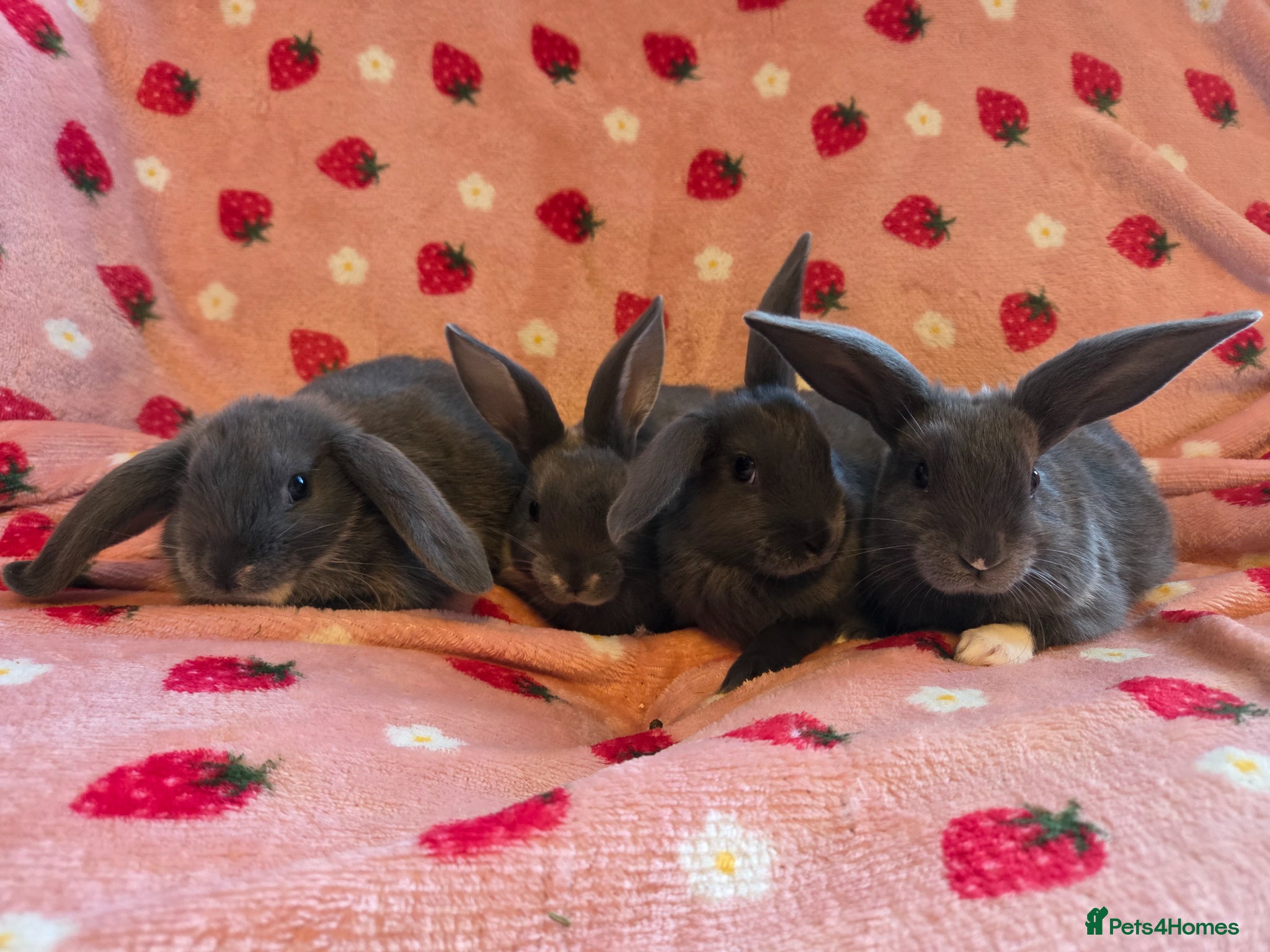 Mini Lop rabbits for sale: Mini lop smokey bkue grey otter - Advert 2