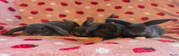 Mini Lop rabbits for sale: Mini lop smokey bkue grey otter in Manchester - Advert 1