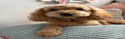 Cockapoo dogs for sale: Baylee in Bristol - Advert 2