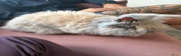 Angora rabbits for sale: Angora house bunny male  in Stirling - Advert 2
