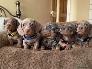 Miniature Dachshund dogs Stunning Miniature Dachshund puppies - Advert 11
