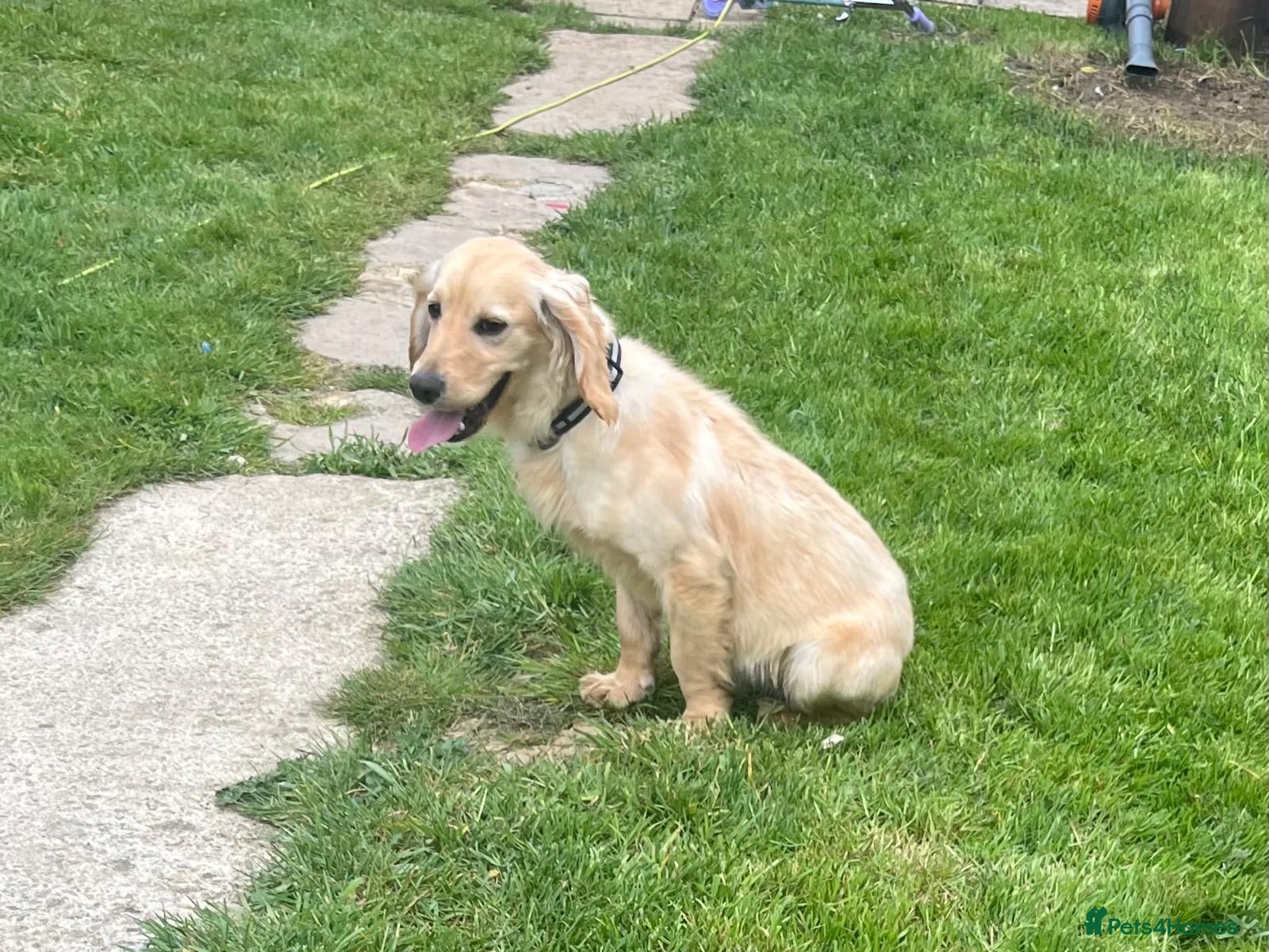Cocker Spaniel dogs 1 year old bear 🐻  - Advert 1