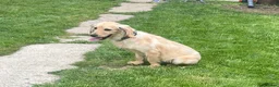 Cocker Spaniel dogs for sale: 1 year old bear 🐻  - Advert 1