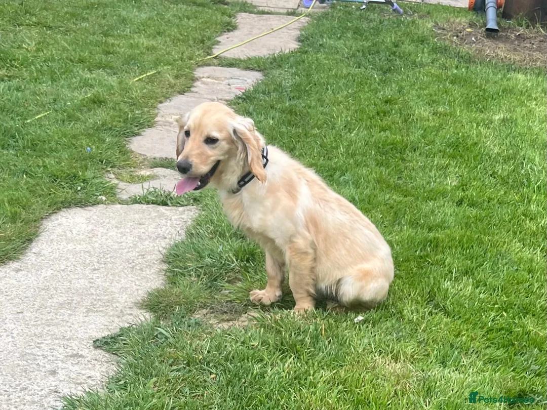Cocker Spaniel dogs for sale: 1 year old bear 🐻  - Advert 1