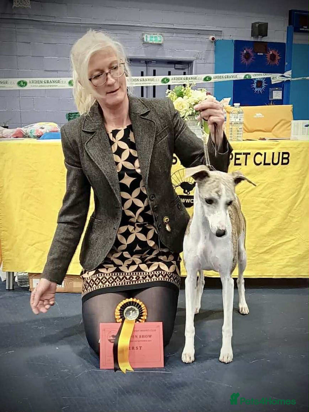 Whippet dogs for sale: Quality KC reg Whippet Puppies - Image 38