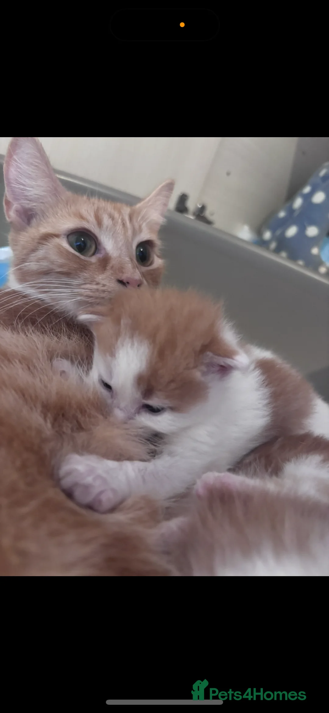 Domestic Shorthair cats for sale: Ginger & White Male Kitten - last of litter  - Advert 9