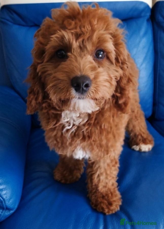 Cockapoo dogs Adorable Cockapoos Looking for Loving Homes 🐶❤️  - Advert 5
