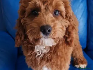 Cockapoo dogs Adorable Cockapoos Looking for Loving Homes 🐶❤️ - Advert 6