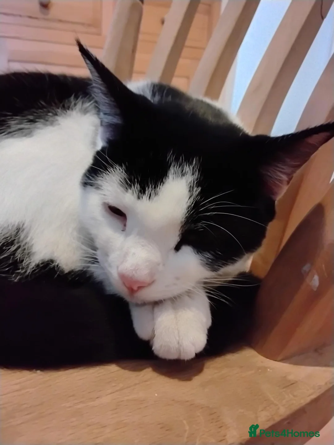 Mixed Breed cats for sale: Rescue kittens for Adoption  - Advert 6