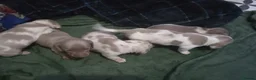 Dachshund dogs for sale: Minature short haired Daschunds - Advert 23
