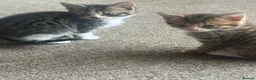 Mixed Breed cats for sale: Beautiful domestic long hair x tabby kittens - Advert 4