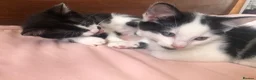 Mixed Breed cats for sale: 2 female black and white kittens in Llanymynech - Advert 4