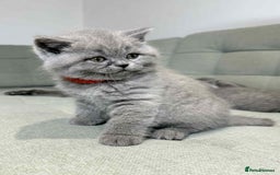 British Shorthair cats for sale: Chunky British Shorthair Blue Kittens 🐱💙 - Image 21