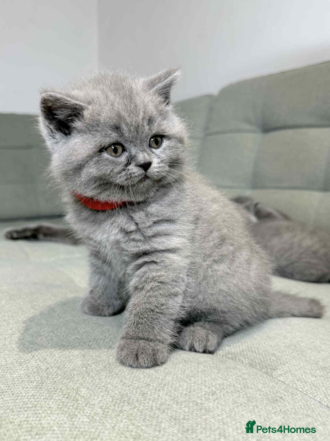British Shorthair cats for sale: Chunky British Shorthair Blue Kittens 🐱💙 - Image 21