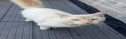 Mixed Breed cats for sale: Woody 🤠 7-month-old Male Cat in Fowey - Advert 4