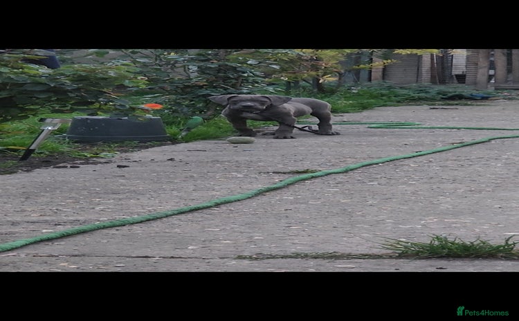 Cane Corso dogs - Advert 6