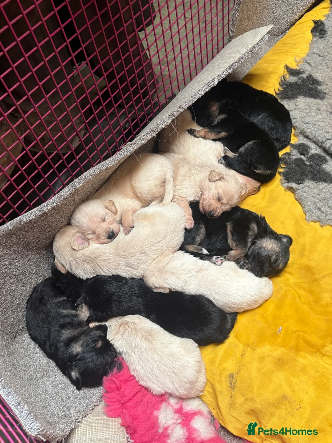 Golden Shepherd dogs for sale: Golden Shepherd puppies for sale!!  in Llandrindod Wells - Advert 1