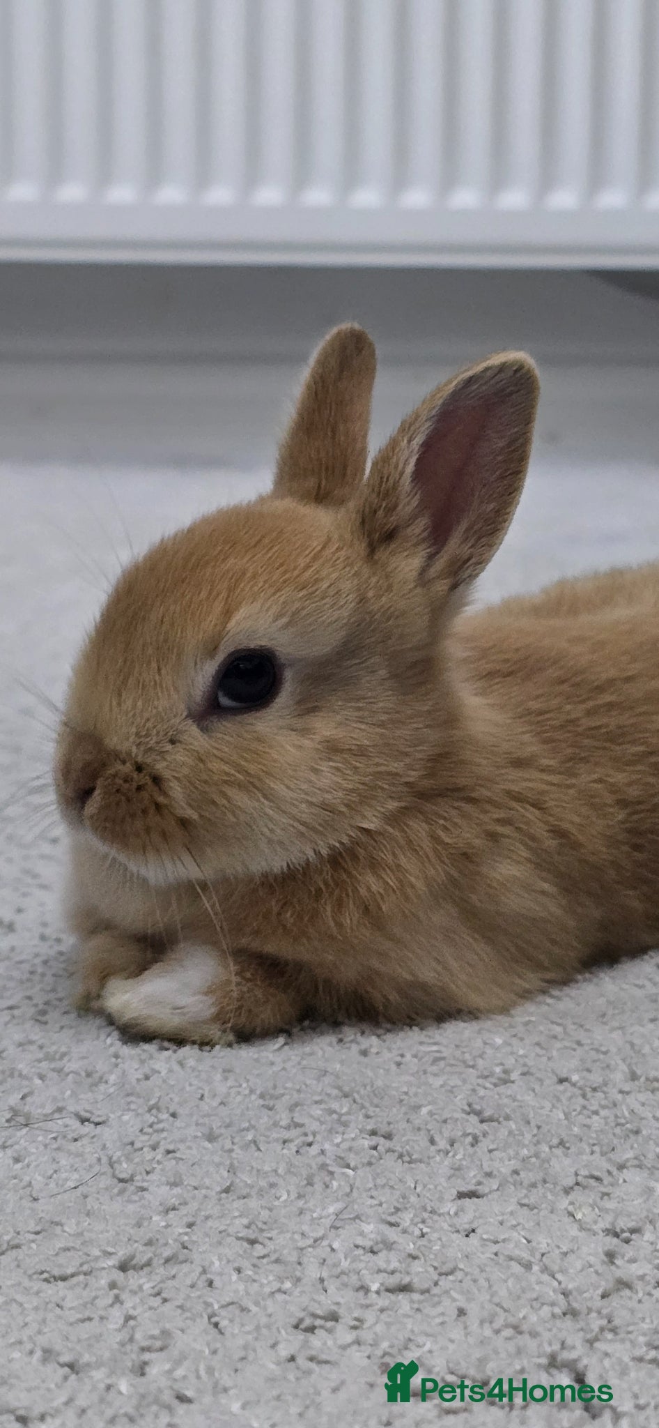 Netherland Dwarf rabbits Female Netherland dwarf for sale - Advert 5
