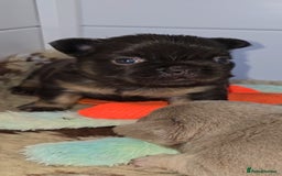 French Bulldog dogs for sale: ⭐️ QUALITY FRENCH BULLDOG PUPPIES ⭐️ - Image 11