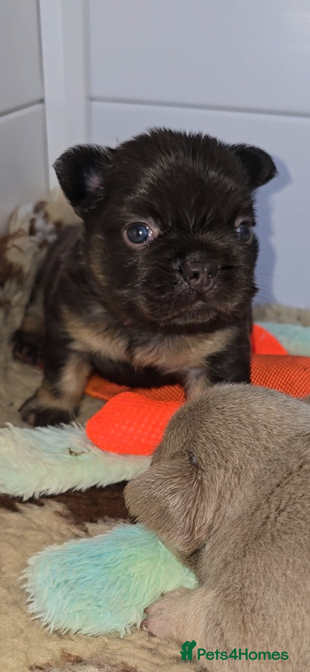 French Bulldog dogs for sale: ⭐️ QUALITY FRENCH BULLDOG PUPPIES ⭐️ - Image 11