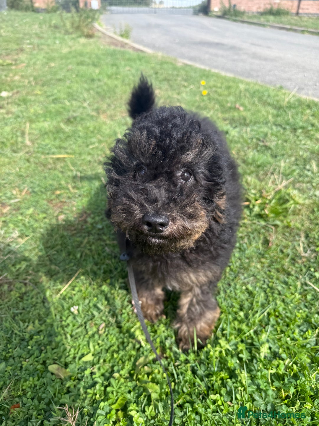 Goldendoodle dogs for sale: Beautiful Goldendoodle Puppies - Image 1