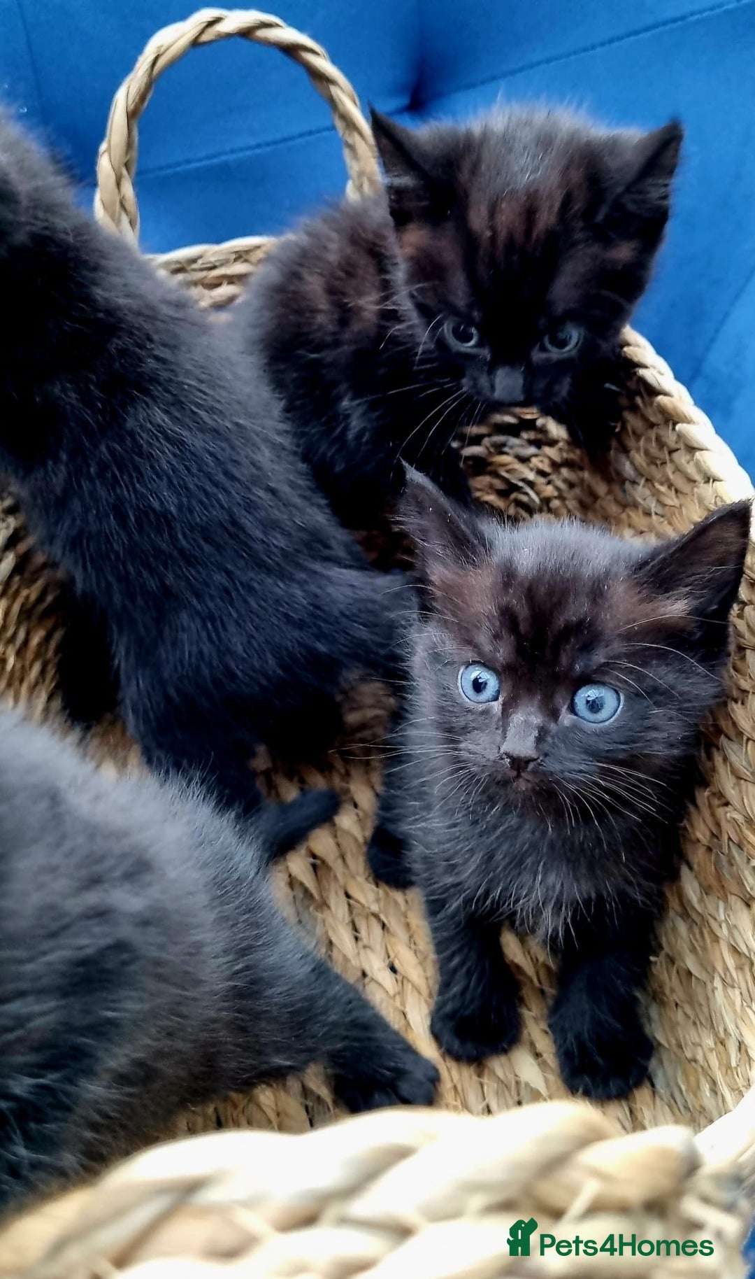 Ragdoll cats for sale: Gorgeous Ragdoll cross kittens  - Image 1