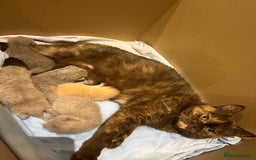 Brazilian Shorthair cats for sale: Pedigree British Shorthair Kittens Golden & Lilac - Image 29
